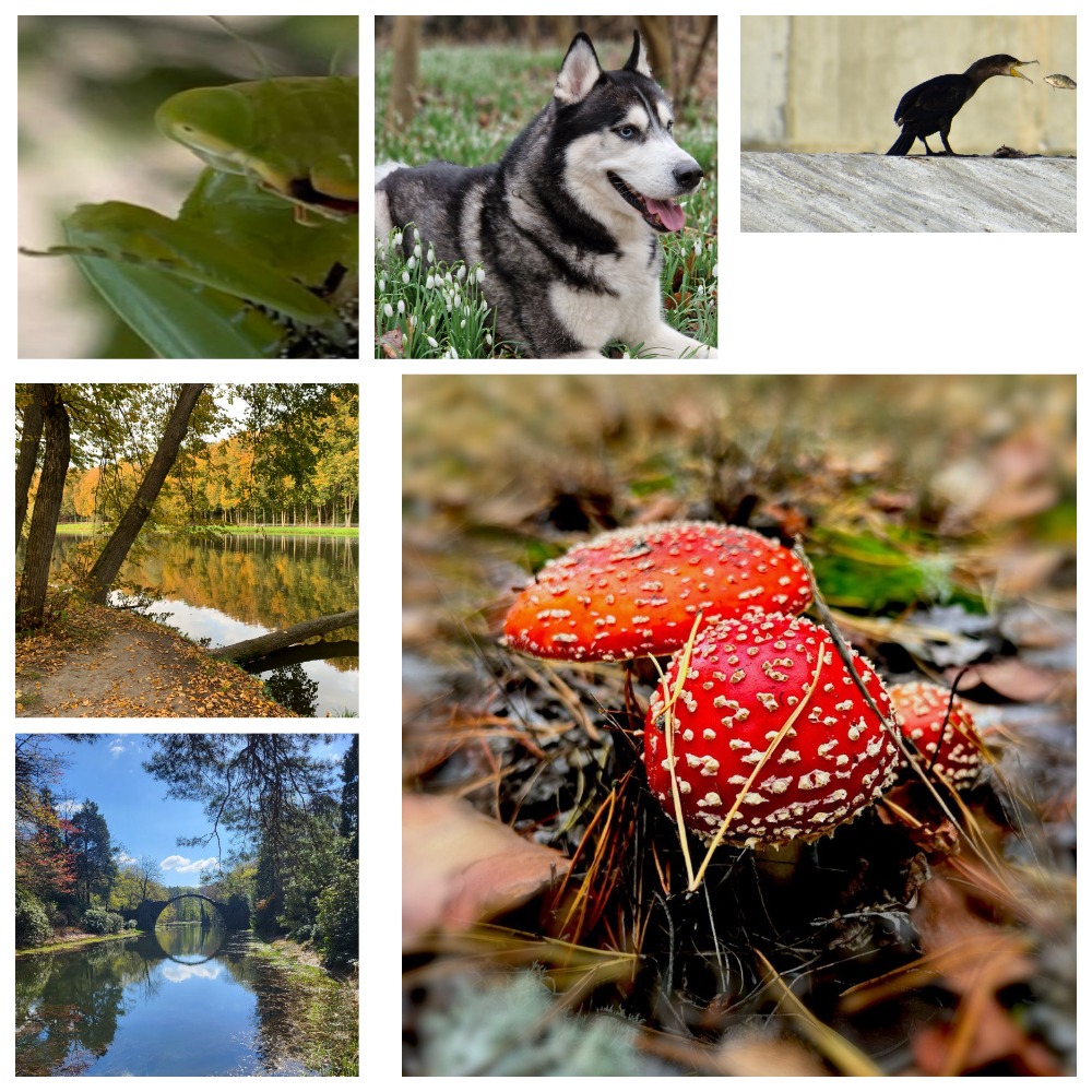 MyCollages